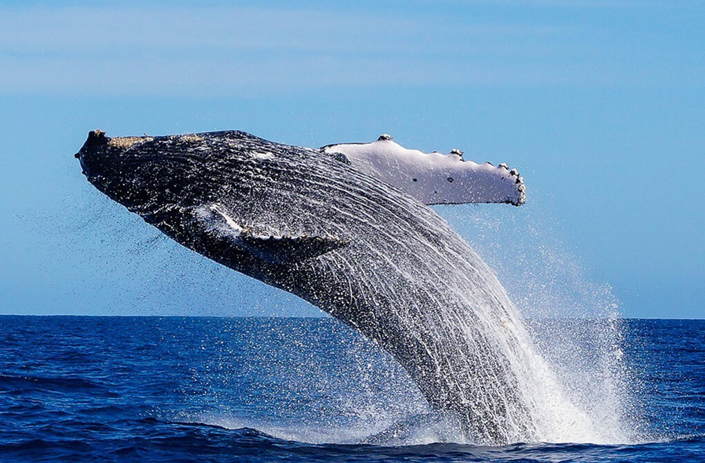 世界一巨大な哺乳類と呼ばれるクジラは12月頃～4月頃がシーズン