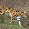 ケニア サファリ・国立公園・国立保護区特集 チーター
