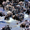 ケニア サファリ・国立公園・国立保護区特集 ヌー
