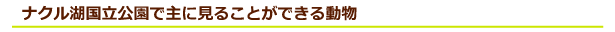 ケニア サファリ・国立公園・国立保護区特集 ナクル湖国立公園で主に見ることができる動物