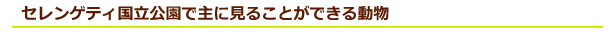 ケニア サファリ・国立公園・国立保護区特集 セレンゲティ国立公園で主に見ることができる動物