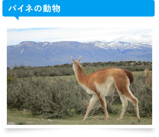 パイネの動物