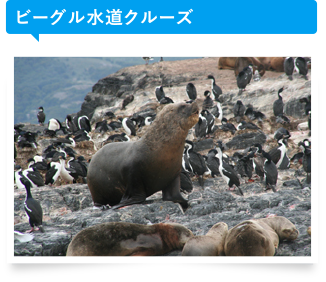 ビーグル水道クルーズ