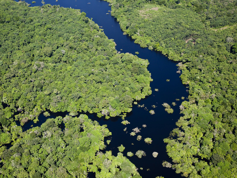 中流域よりも川幅が狭くなり、ジャングルの樹々が密集しています