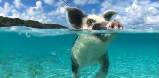 泳ぐ野生の豚さんに会えるツアー！
