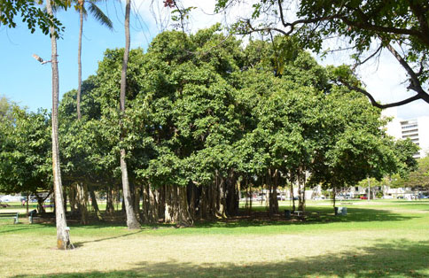 モアナルア・ガーデンパーク この木、なんの木