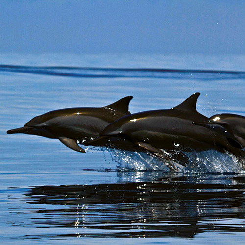 イルカに出遭うイメージ1