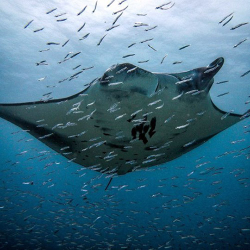 マンタと泳ぐイメージ2