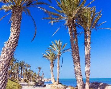 チュニジアの観光名所 ジェルバ島