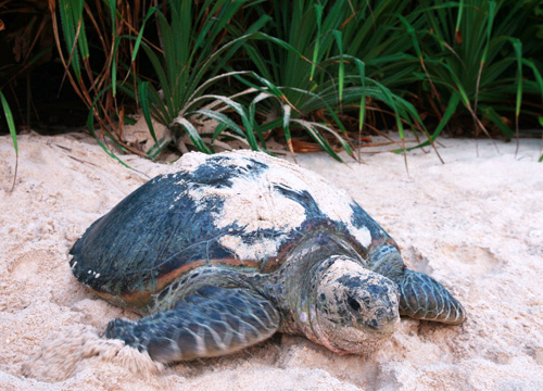 コンダオイメージ2