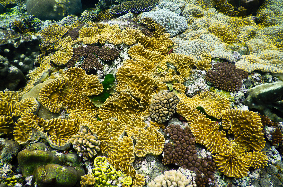 生き生きとしたサンゴ礁が美しい