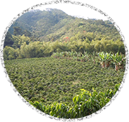 コーヒーの木が栽培されるとある国で…