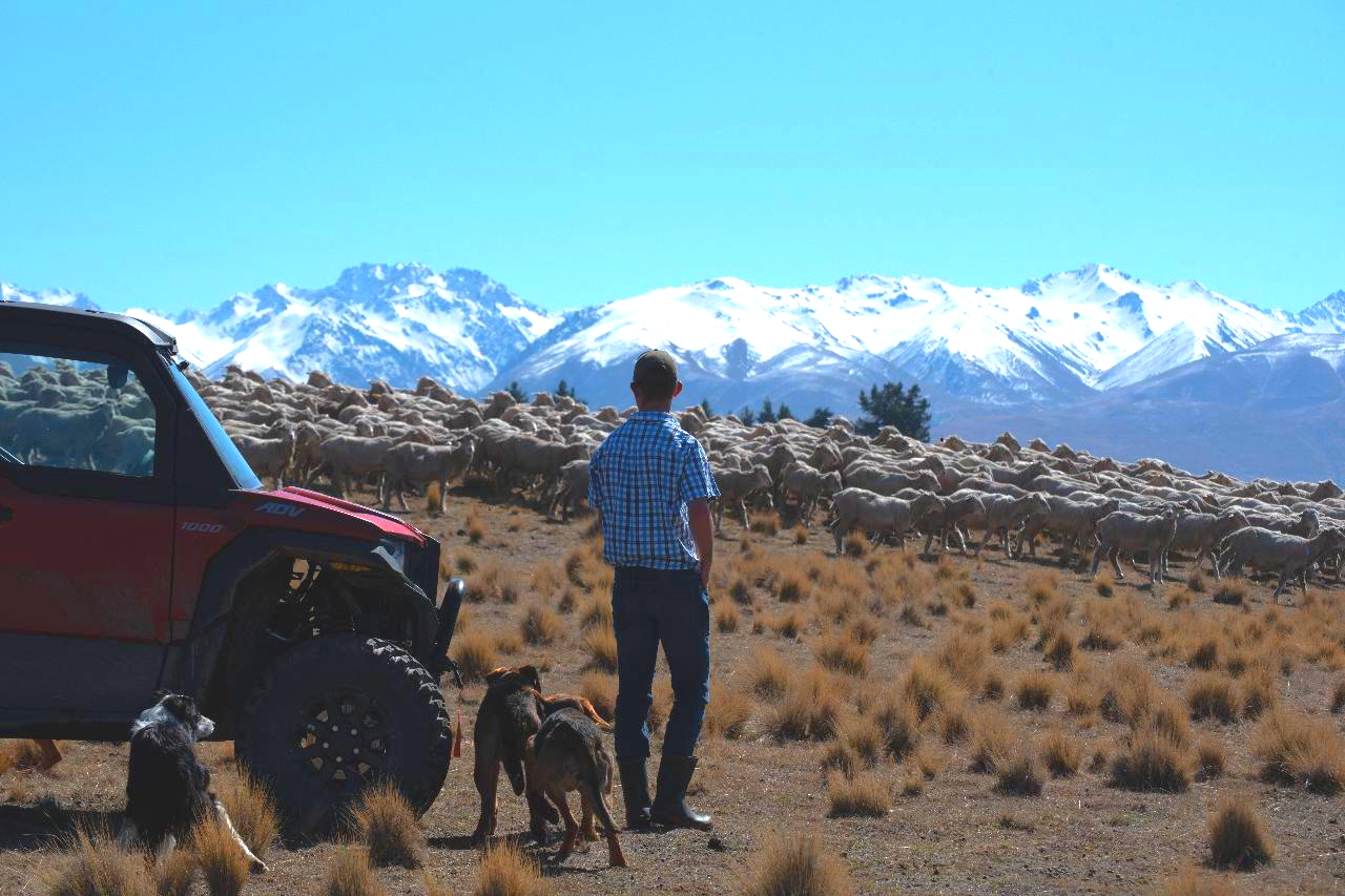 牧場の暮らしを体感！
シープ・マスタリング・ツアー