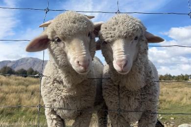 ～レイク・テカポ～ふれあい動物園
