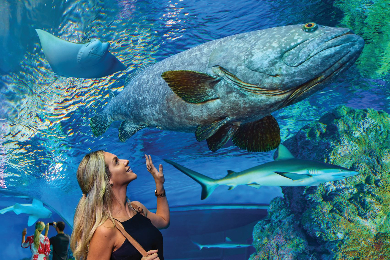 【チケットのみ】ケアンズ水族館入場券