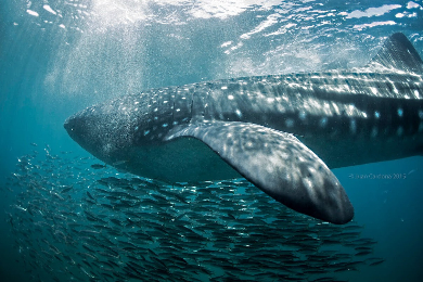【2025夏季限定】世界最大級の魚☆野生のジンベエザメと泳ごう!イスラムヘーレス島にも立ち寄りシュノーケルツアー
