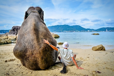 【午前半日】プライベートビーチでゾウさんと海水浴＆撮影会！
ゾウの背中に乗ってビーチ散歩もできる～タイグルメ付♪
【7/31まで限定】参加でもらえる！プレゼント付き♪