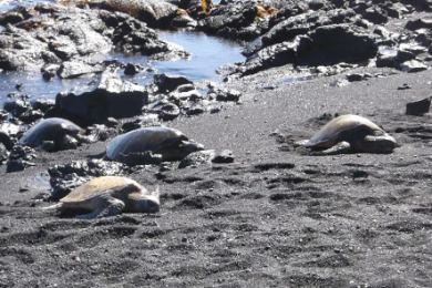 世界遺産ハワイ火山国立公園など、
大自然を巡る一日観光
＜日本語ガイド＞
航空券・ランチ込み