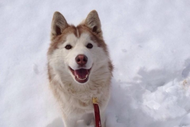 犬ぞり犬たちの生活拠点をのぞこう！
ハスキーファームツアー