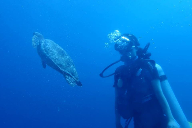 現地体験オプショナルツアー予約 トリップレックス 海外旅行のstw サンペドロ サンペドロ発 美しい世界遺産の海でダイビング 3ボートダイブ ブルーホール ライトハウス礁