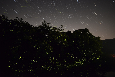 【夕方発】ボホール島の木々が光る！天然ホタルライトショー