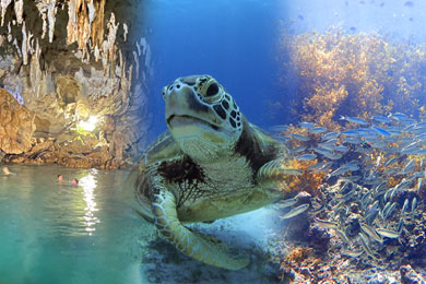 【ボホール海制覇】日本語ガイド！魚影と透明度を誇るウミガメ天国バリカサグ & イワシ群ナパリン スノーケル＆ヒナグダナン洞窟 ランチ付き