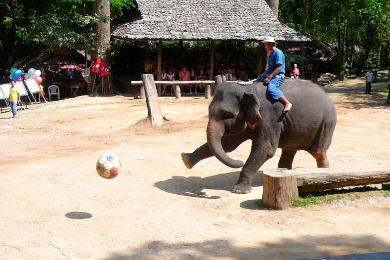 タイの文化、自然、動物に触れる　サファリツアー 　ランチ付き