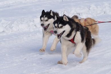 ハスキーサファリ （10km)）