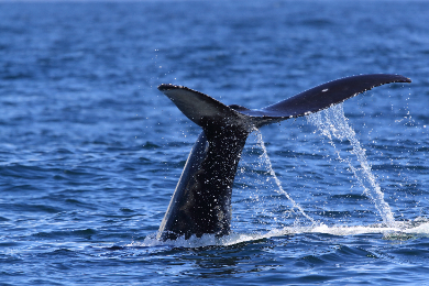 【日本語ガイド】シャルルボワ地方クジラウォッチングツアー