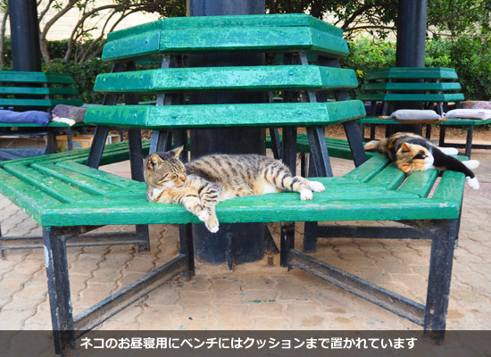 ネコのお昼寝用にベンチにはクッションまで置かれています