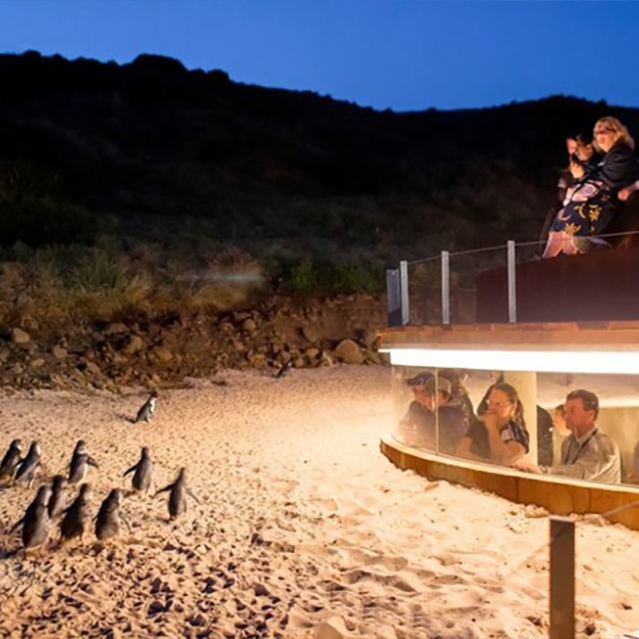 メルボルンで見られる世界最小リトルペンギン